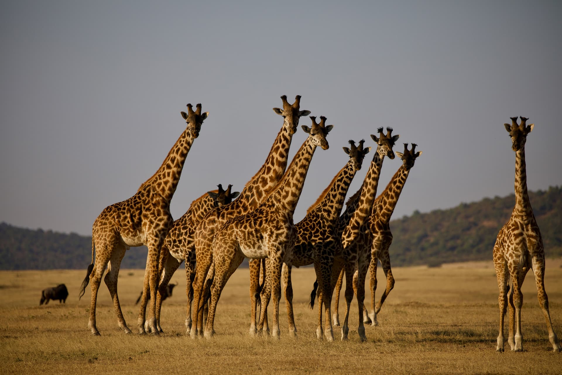tanzania